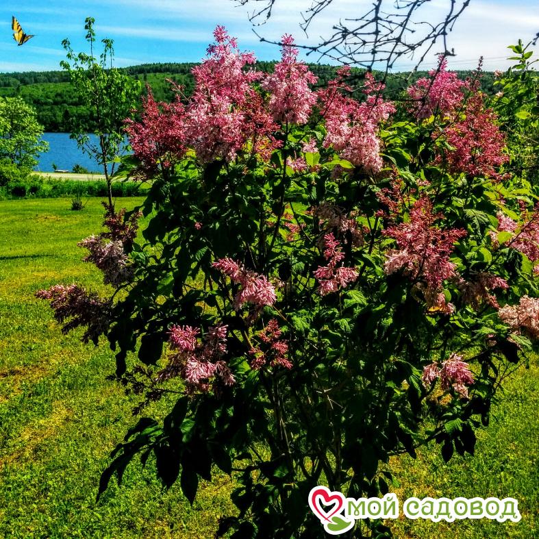 Сирень "Джози" (Josee)