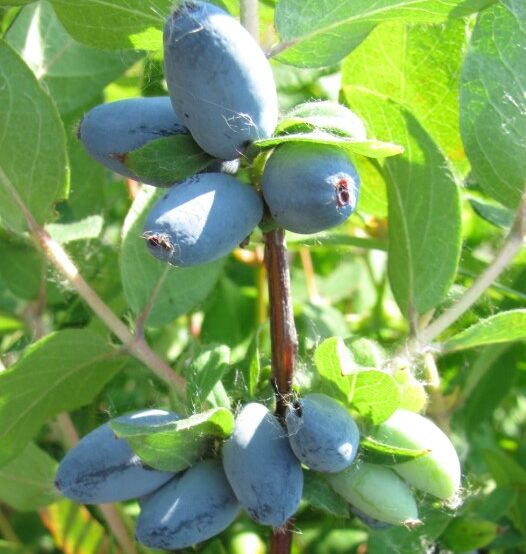 Жимолость Альтаир