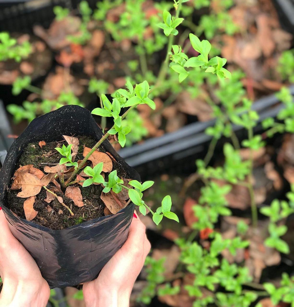 Голубика "Нельсон"