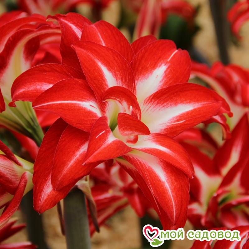 Амариллис Сплэш (Гиппеаструм)