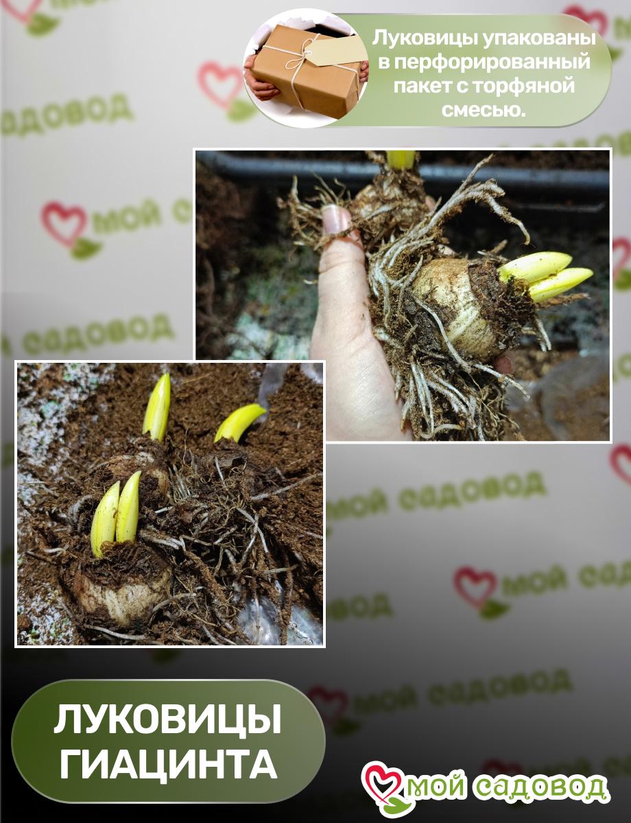 Гиацинт Уайт Мираж